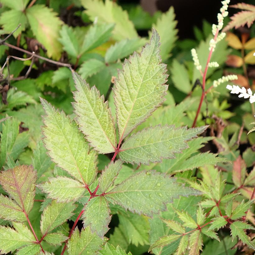 Astilbe arendsii Moccachino - Prachtspiere (Foliage)