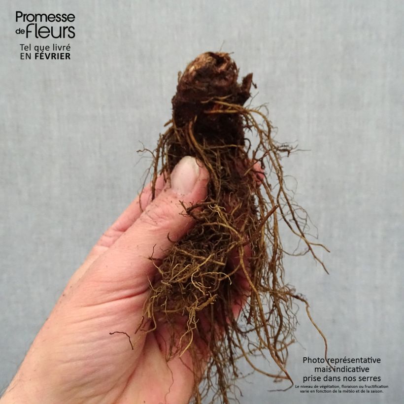Example of Astilbe arendsii Moccachino - Prachtspiere Wurzelnackt as you get in hiver