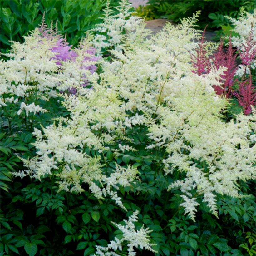 Astilbe arendsii Rock and Roll - Prachtspiere (Flowering)
