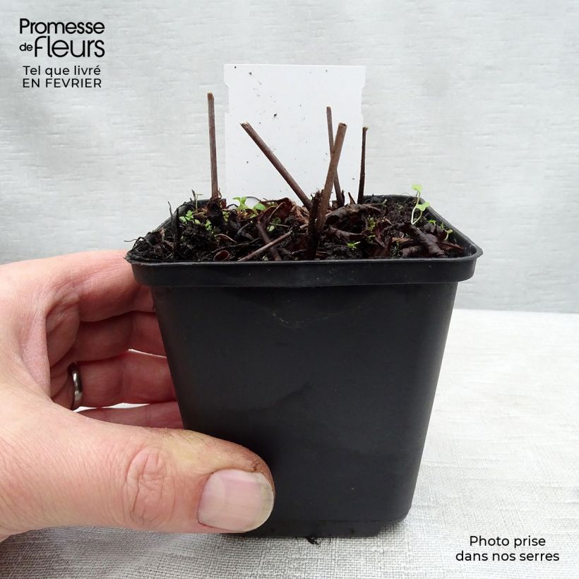 Example of Astilbe arendsii Rock and Roll - Prachtspiere Kleine Töpfe von 8/9 cm as you get in hiver