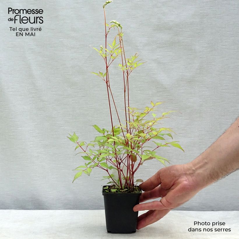 Exemplar von Astilbe arendsii Rock and Roll - Prachtspiere Kleine Töpfe von 8/9 cm wie im Frühjahr geliefert