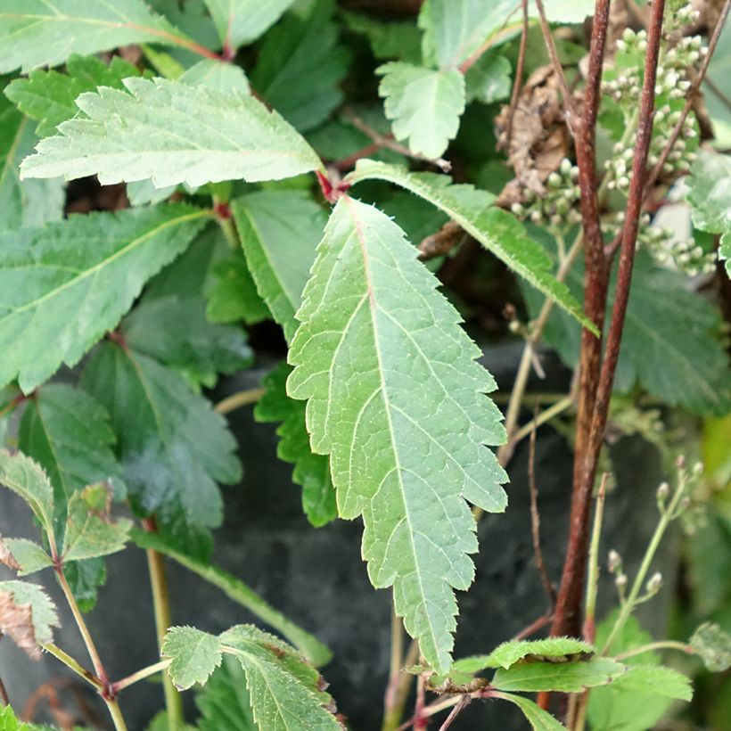 Astilbe arendsii Rock and Roll - Prachtspiere (Foliage)
