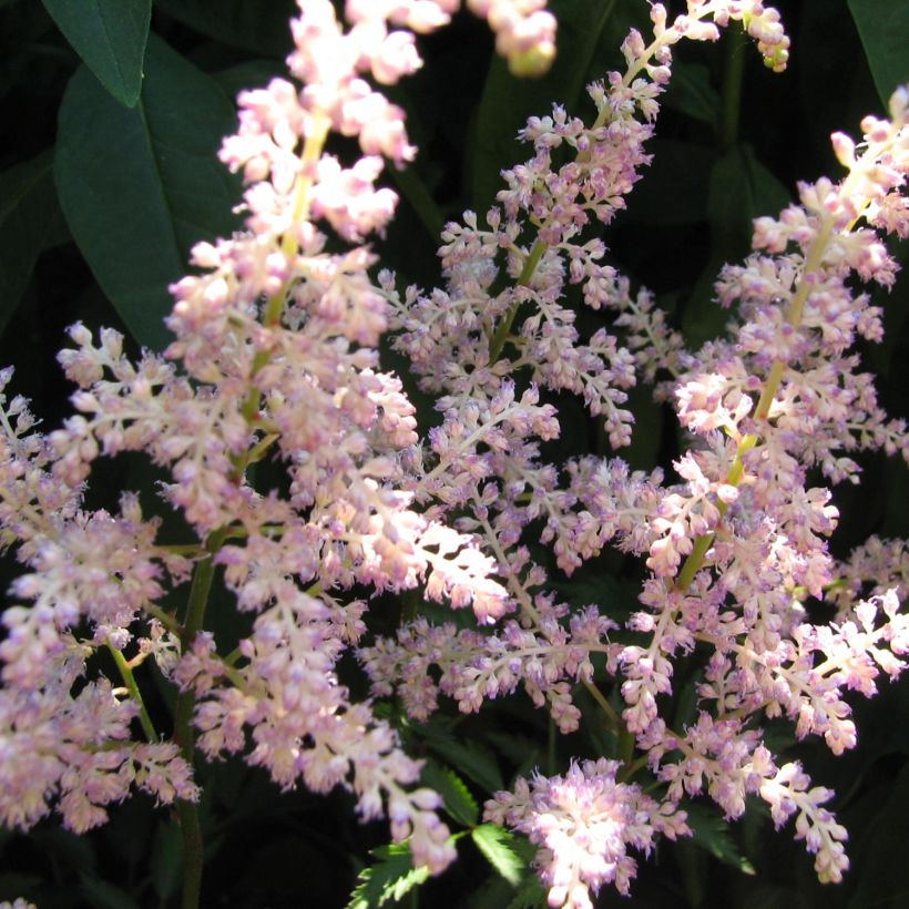 Astilbe arendsii Rosa Perle - Prachtspiere (Flowering)