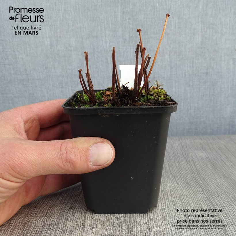 Exemplar von Astilbe arendsii Spinell - Prachtspiere Kleine Töpfe von 8/9 cm wie im Winter geliefert