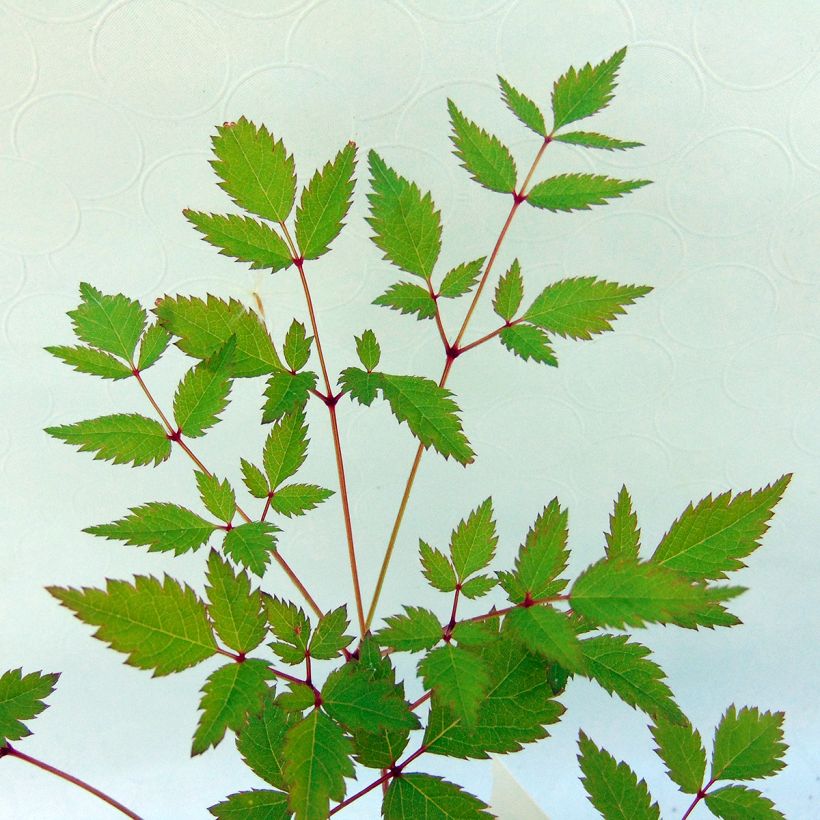 Astilbe arendsii Walkure - Prachtspiere (Foliage)