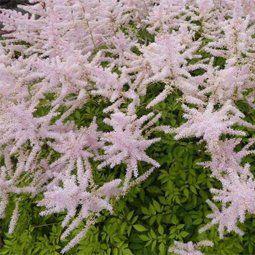 Astilbe arendsii Walkure - Prachtspiere (Flowering)