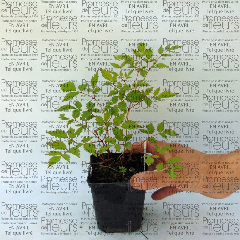 Example of Astilbe arendsii Walkure - Prachtspiere Kleine Töpfe von 8/9 cm as you get