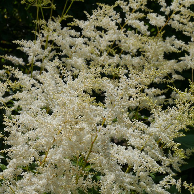 Astilbe biternata - Prachtspiere (Flowering)