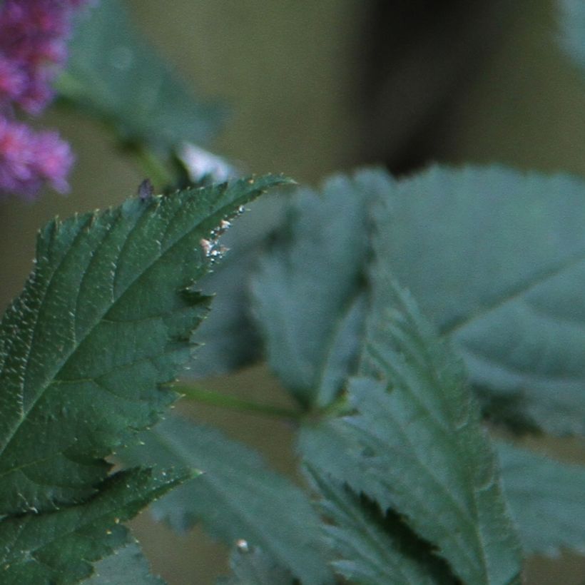Astilbe chinensis - Prachtspiere (Foliage)