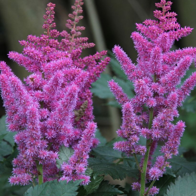 Astilbe chinensis - Prachtspiere (Flowering)