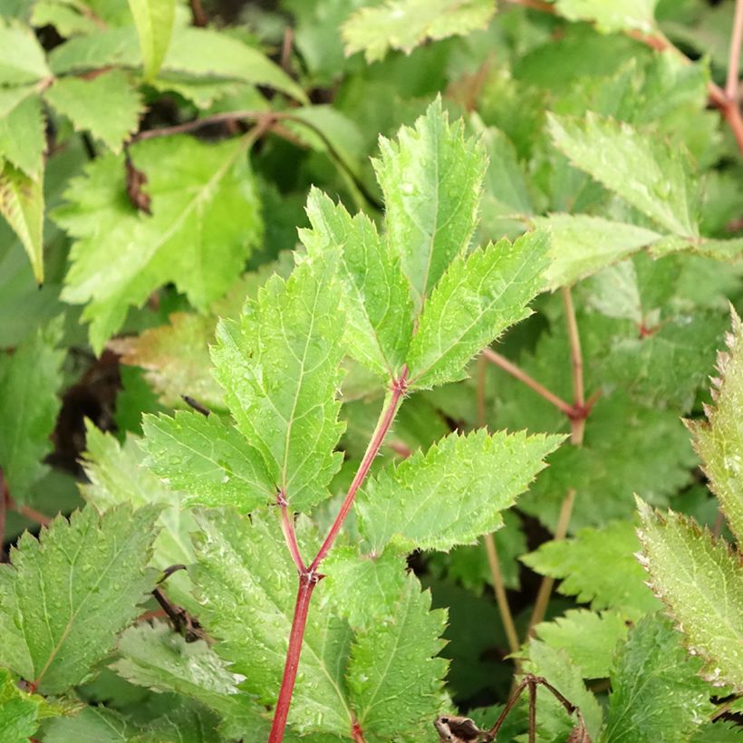 Astilbe chinensis Mighty Chocolate Cherry - Prachtspiere (Foliage)
