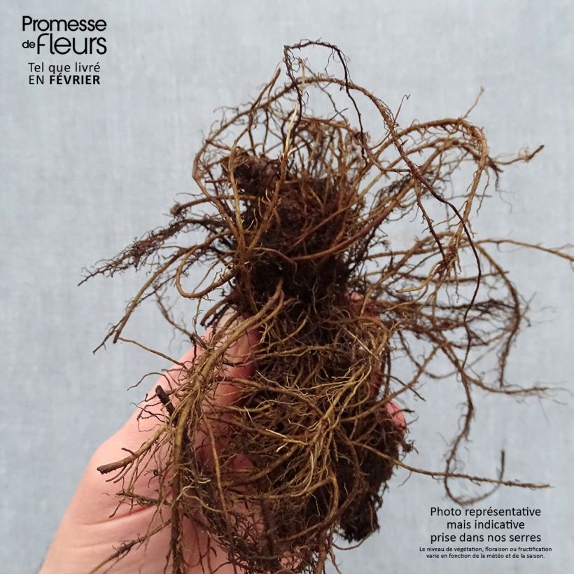 Example of Astilbe chinensis Mighty Chocolate Cherry - Prachtspiere Wurzelnackt as you get in hiver