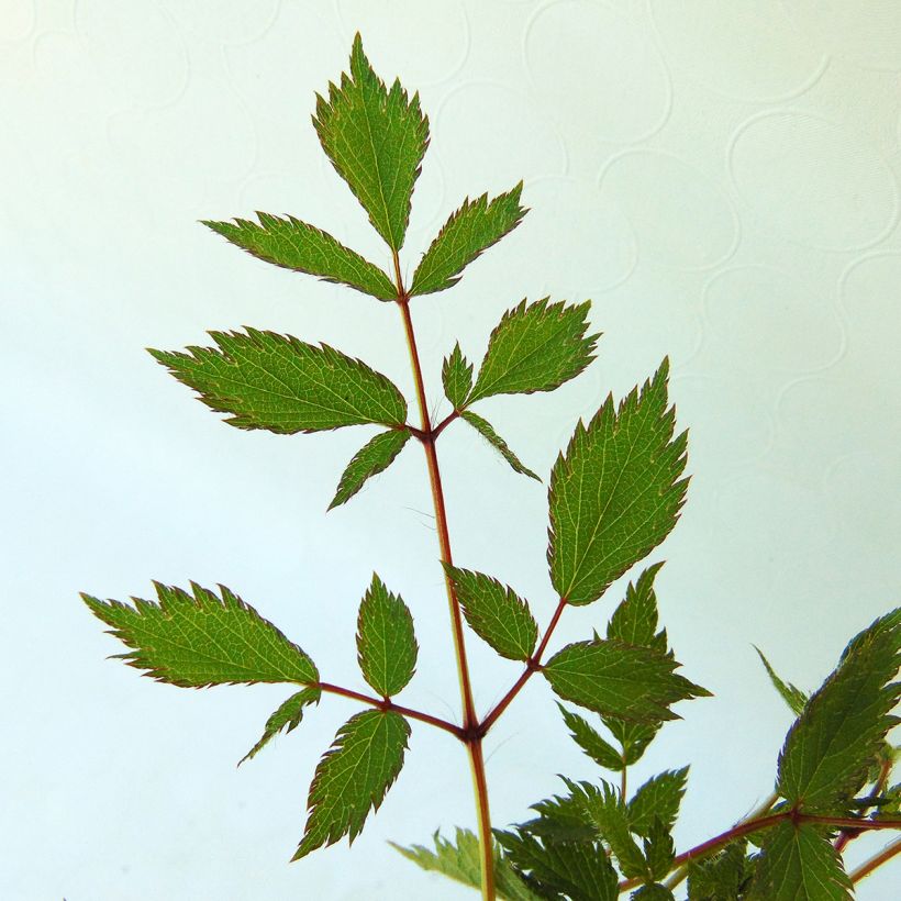 Astilbe chinensis Pumila - Prachtspiere (Foliage)