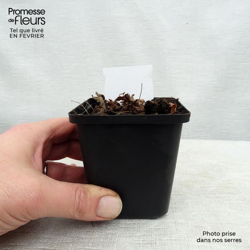 Exemplar von Astilbe chinensis Pumila - Prachtspiere Kleine Töpfe von 8/9 cm wie im Winter geliefert