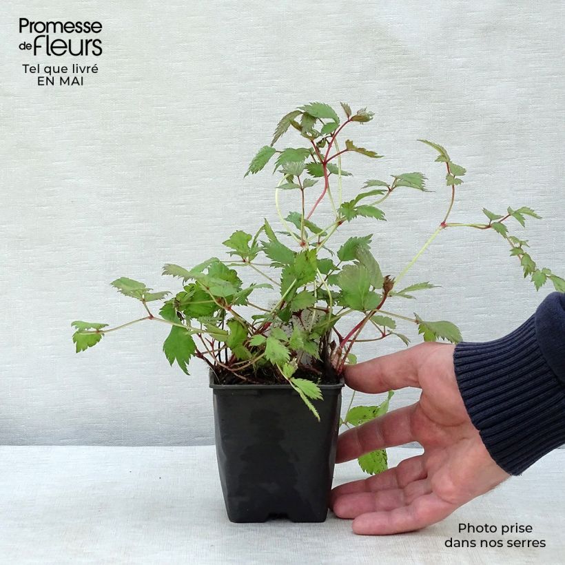 Exemplar von Astilbe chinensis Pumila - Prachtspiere Kleine Töpfe von 8/9 cm wie im Frühjahr geliefert