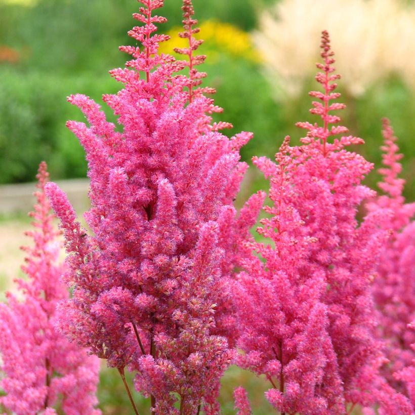 Astilbe chinensis Veronica Klose - Prachtspiere (Flowering)