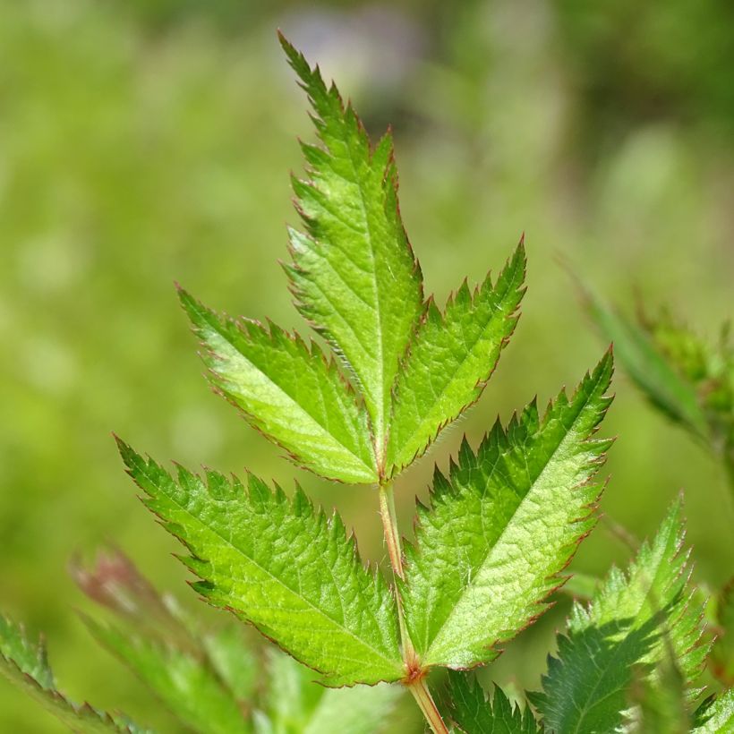 Astilbe chinensis Visions - Prachtspiere (Foliage)