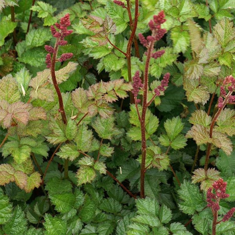 Astilbe chinensis var. taquetii Purpurlanze - Prachtspiere (Foliage)