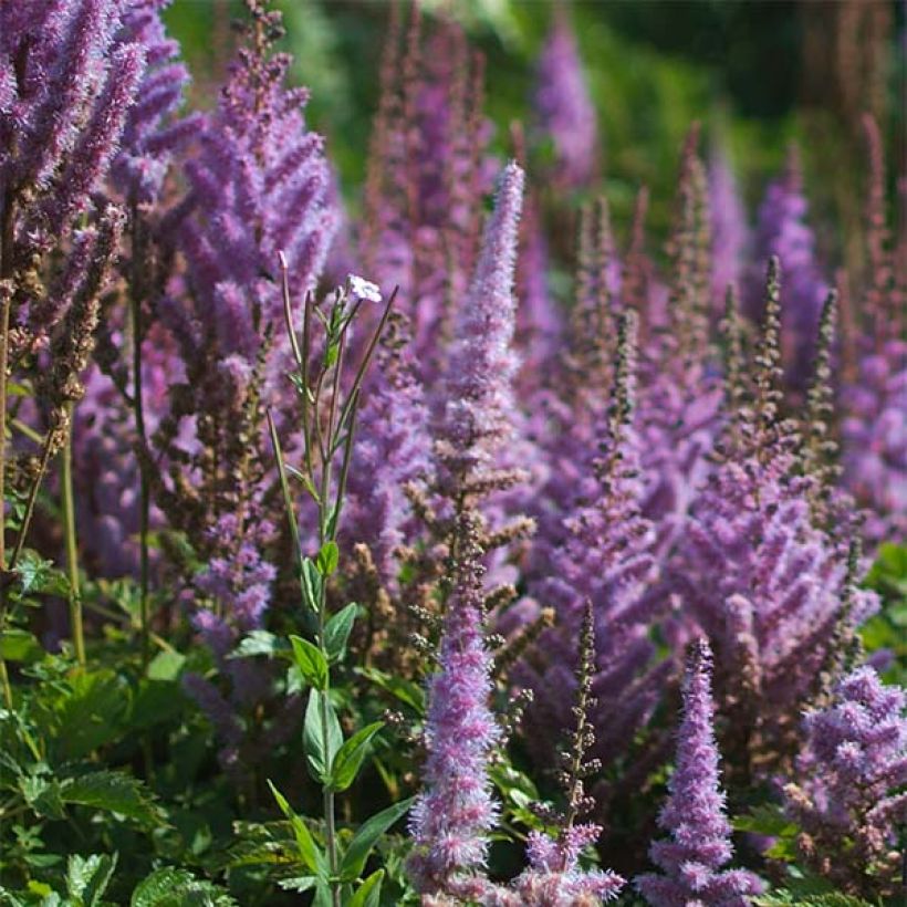 Astilbe chinensis var. taquetii Purpurlanze - Prachtspiere (Flowering)