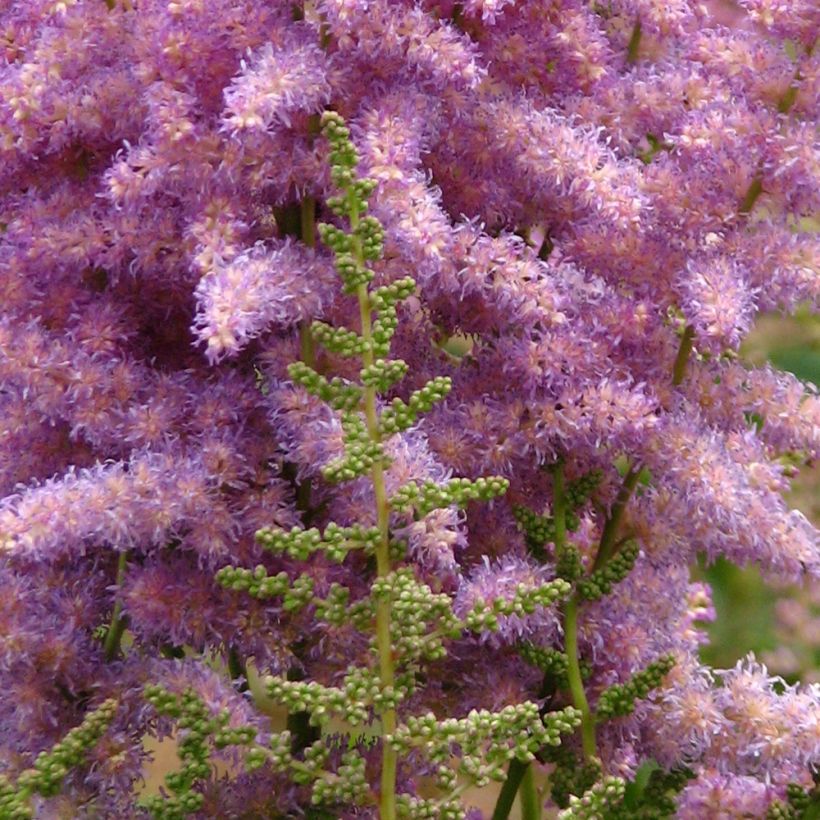 Astilbe chinensis var. davidii - Prachtspiere (Flowering)