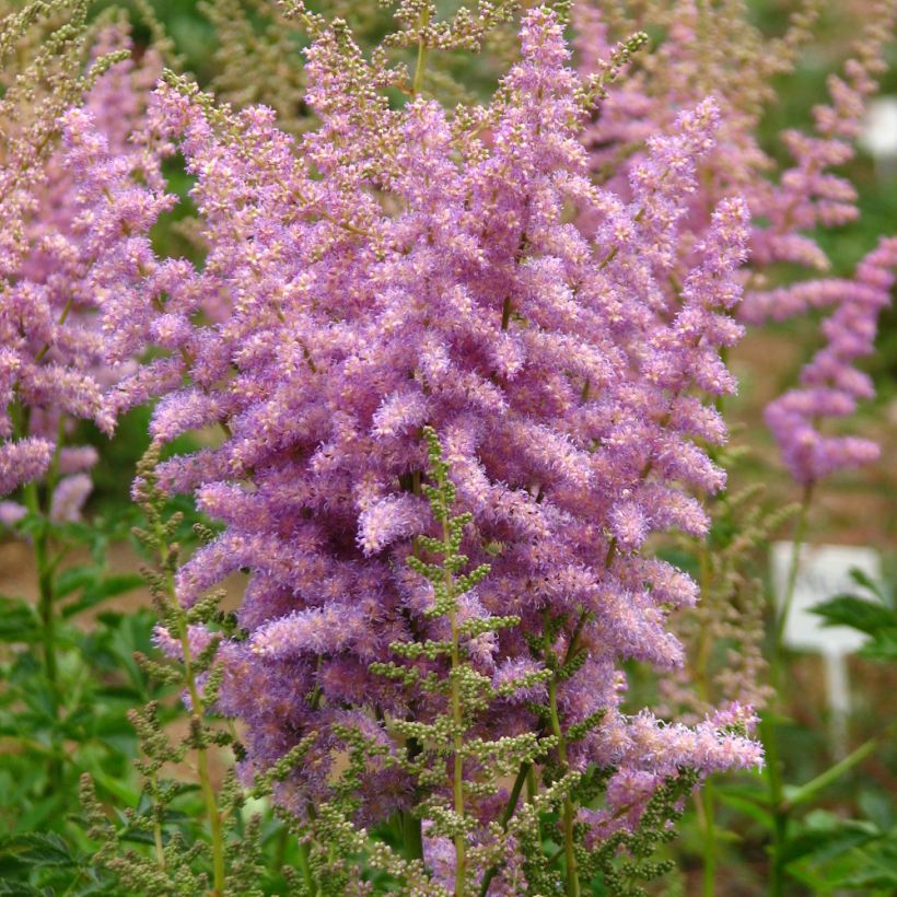 Astilbe chinensis var. davidii - Prachtspiere (Plant habit)