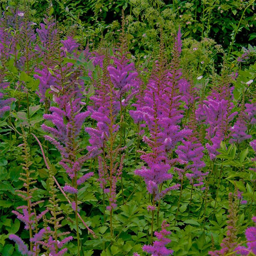 Astilbe chinensis var. taquetii Superba - Prachtspiere (Flowering)