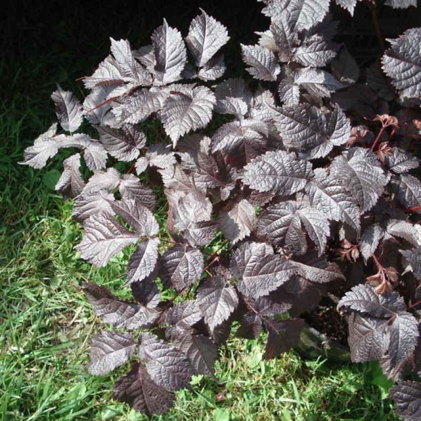 Astilbe Chocolate Shogun - Prachtspiere (Foliage)