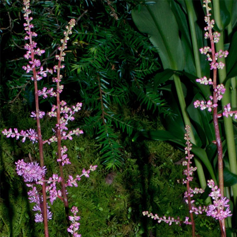 Astilbe crispa Perkeo - Prachtspiere (Flowering)