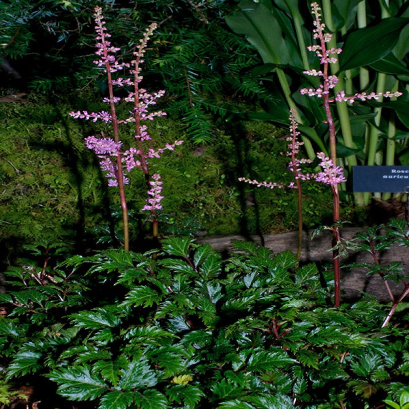 Astilbe crispa Perkeo - Prachtspiere (Plant habit)