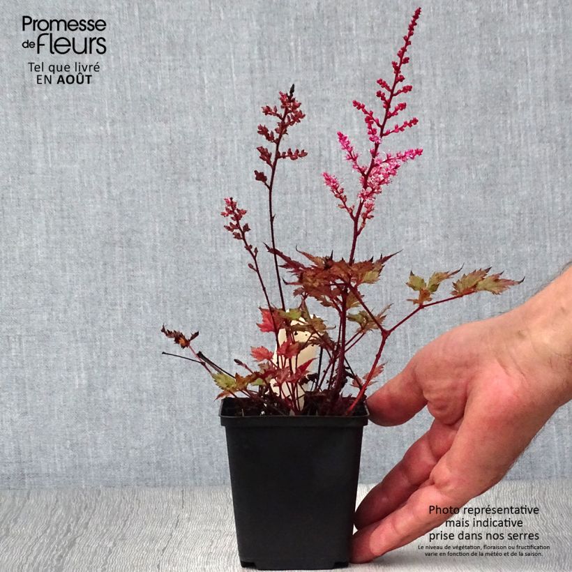 Example of Astilbe japonica Delft Lace - Prachtspiere Kleine Töpfe von 8/9 cm as you get in ete