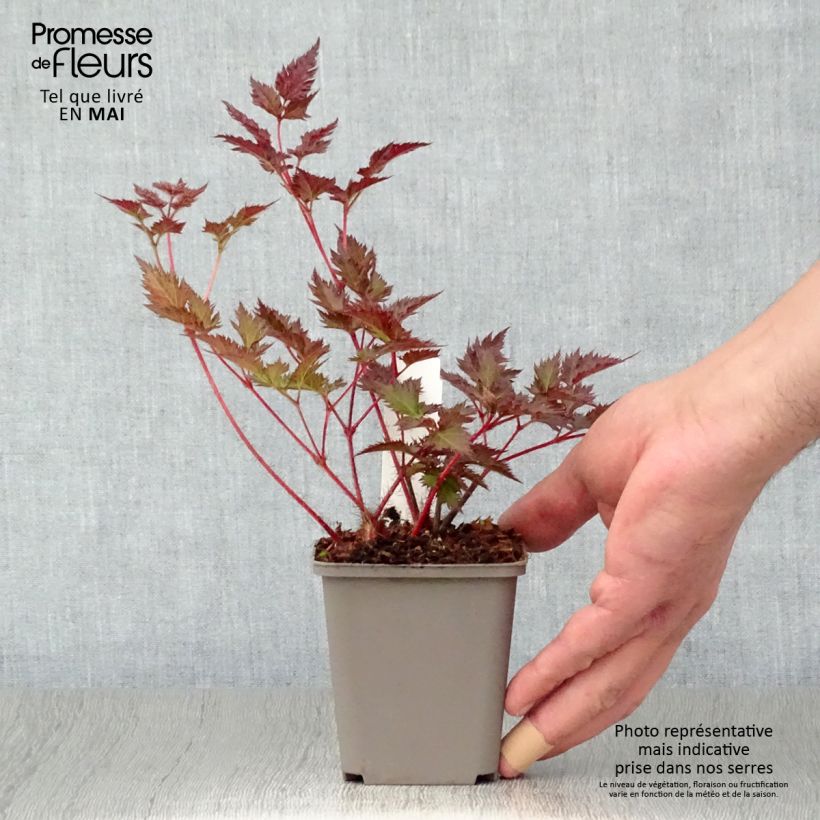 Exemplar von Astilbe japonica Delft Lace - Prachtspiere Kleine Töpfe von 8/9 cm wie im Frühjahr geliefert