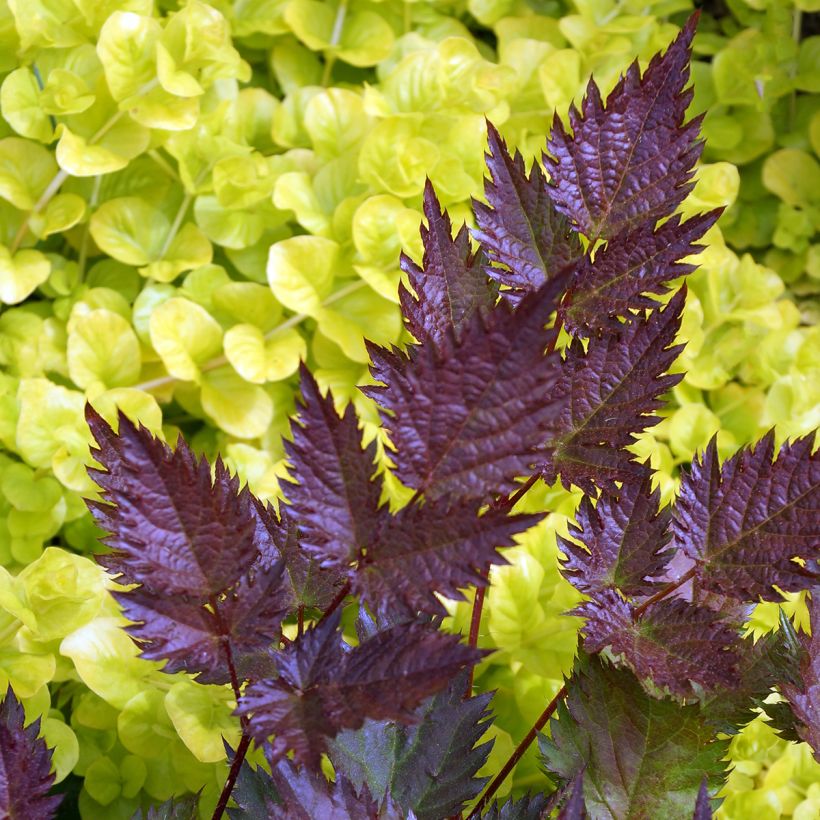 Astilbe japonica Delft Lace - Prachtspiere (Foliage)