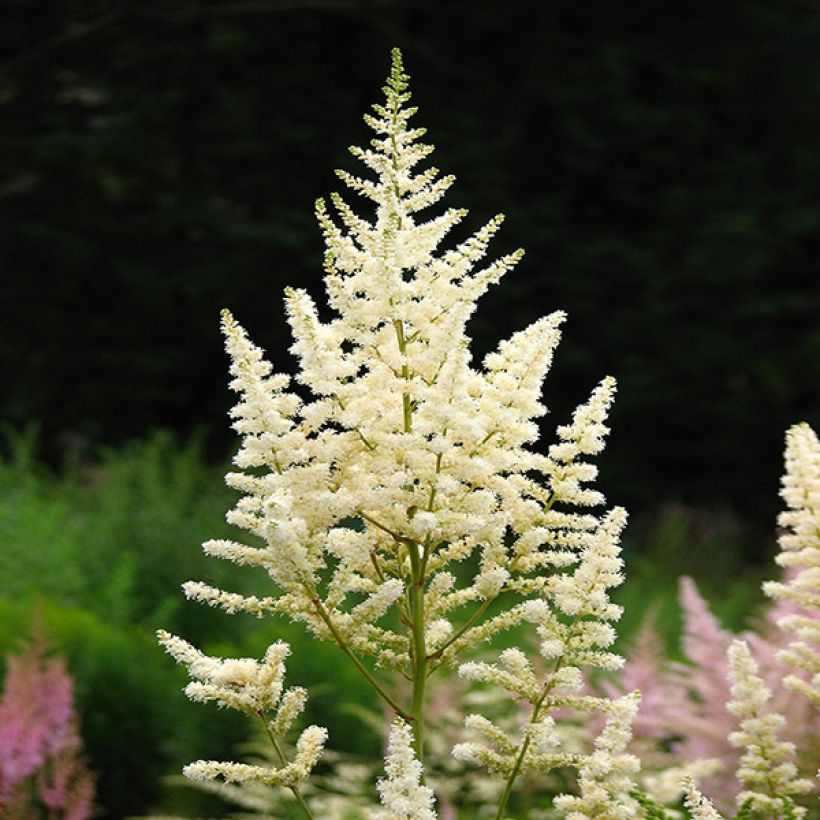 Astilbe japonica Deutschland - Prachtspiere (Flowering)