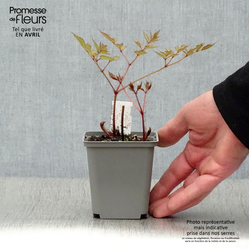 Exemplar von Astilbe japonica Deutschland - Prachtspiere Kleine Töpfe von 8/9 cm wie im Frühjahr geliefert