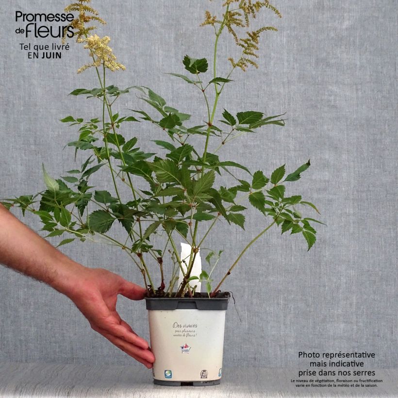 Example of Astilbe japonica Deutschland - Prachtspiere Topf mit 2L/3L as you get in ete