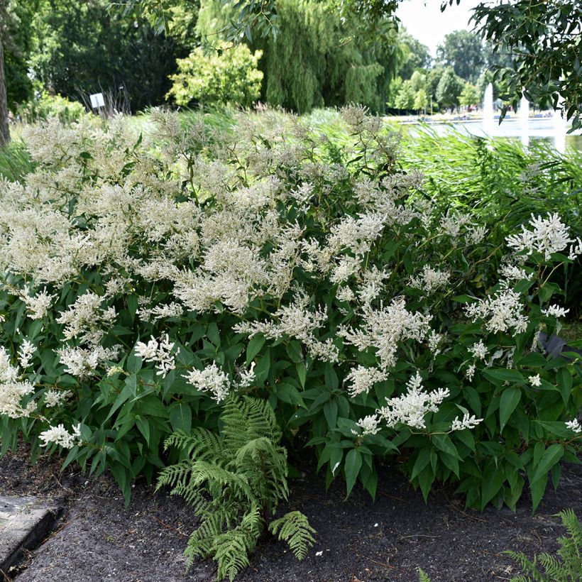Astilbe japonica Deutschland - Prachtspiere (Plant habit)