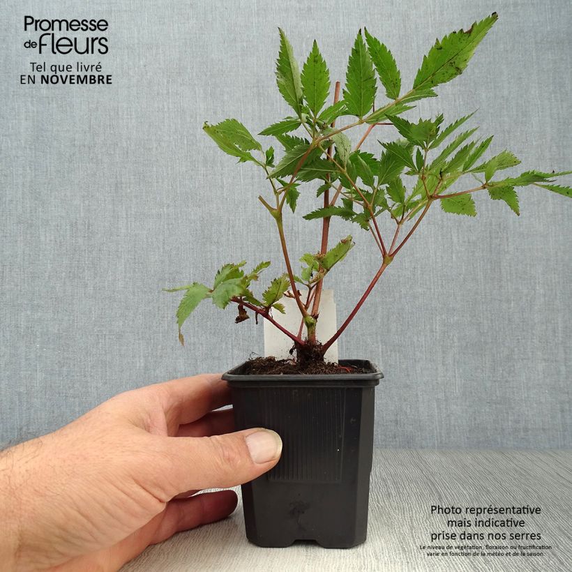 Example of Astilbe japonica Montgomery - Prachtspiere Kleine Töpfe von 8/9 cm as you get in automne