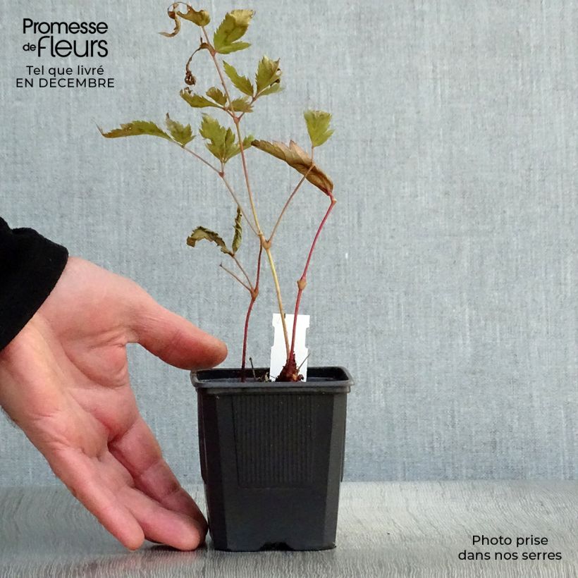 Exemplar von Astilbe japonica Montgomery - Prachtspiere Kleine Töpfe von 8/9 cm wie im Winter geliefert