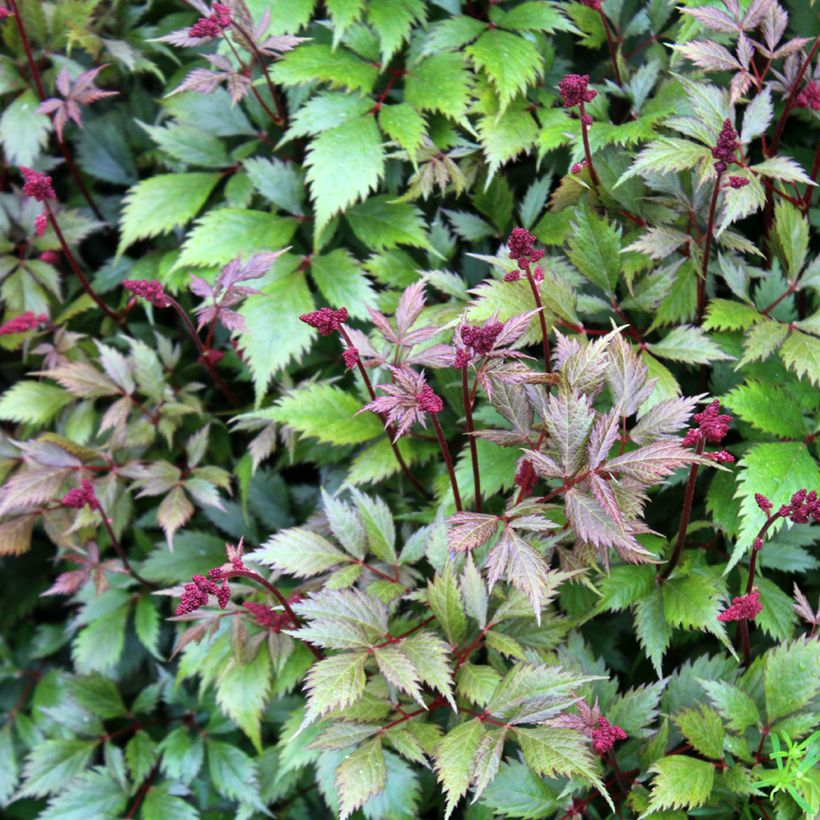 Astilbe japonica Montgomery - Prachtspiere (Foliage)
