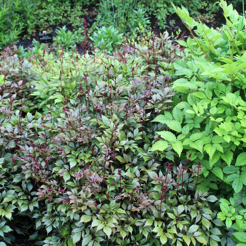 Astilbe japonica Montgomery - Prachtspiere (Plant habit)