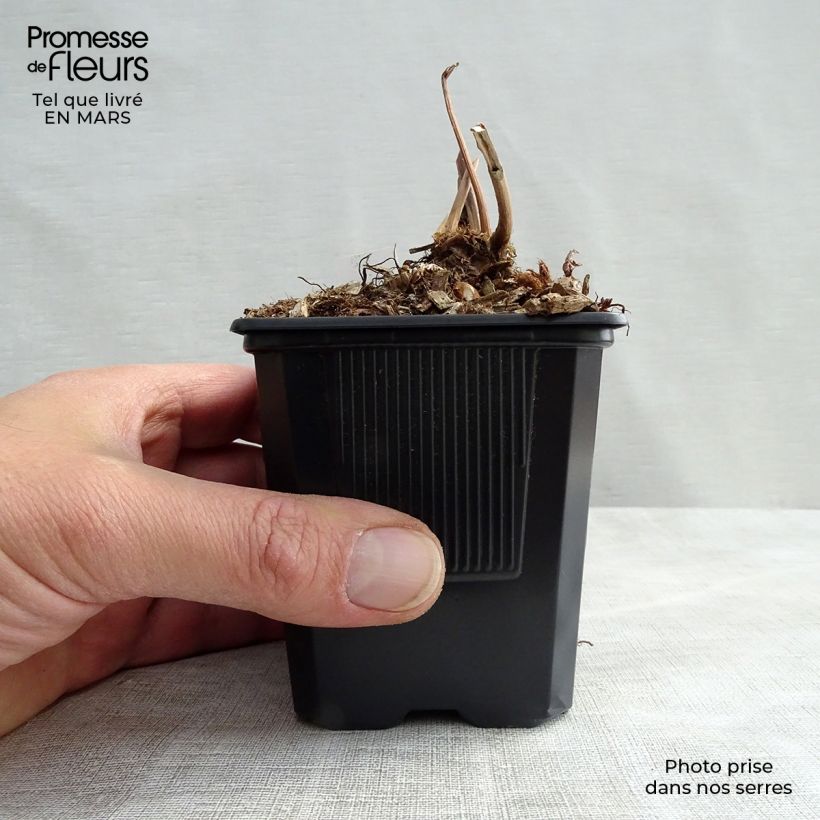 Exemplar von Astilbe japonica Peach Blossom - Prachtspiere Kleine Töpfe von 8/9 cm wie im Frühjahr geliefert