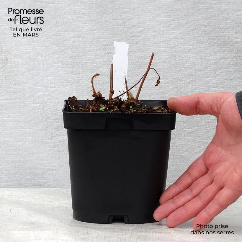 Exemplar von Astilbe japonica Peach Blossom - Prachtspiere Topf mit 1,5L/2L wie im Frühjahr geliefert