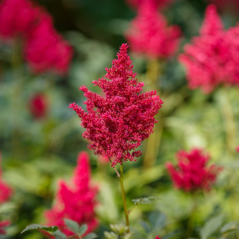 Astilbe japonica Red Sentinel - Prachtspiere (Flowering)