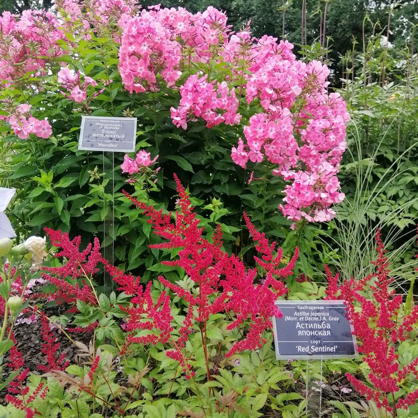 Astilbe japonica Red Sentinel - Prachtspiere (Plant habit)