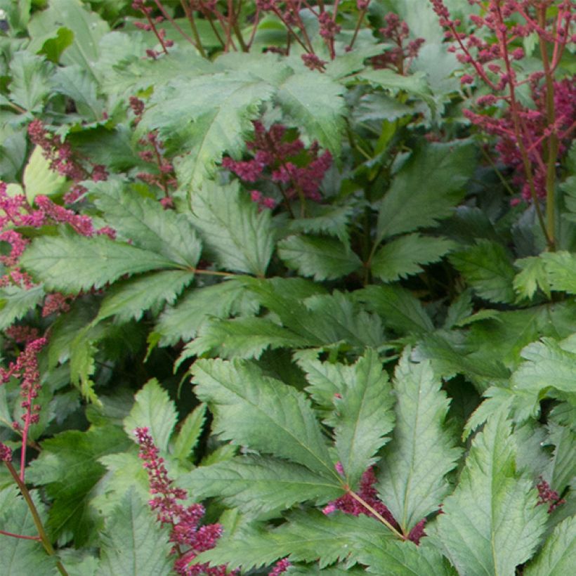 Astilbe japonica Red Sentinel - Prachtspiere (Foliage)