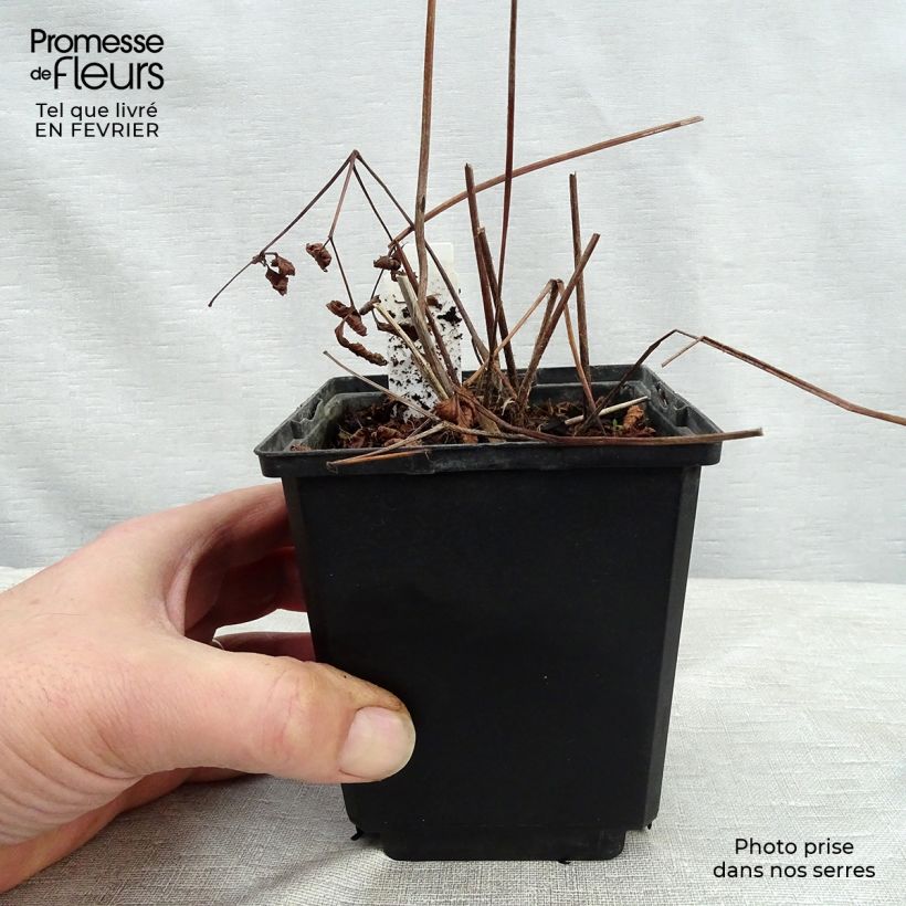 Exemplar von Astilbe japonica Vesuvius - Prachtspiere Kleine Töpfe von 8/9 cm wie im Winter geliefert