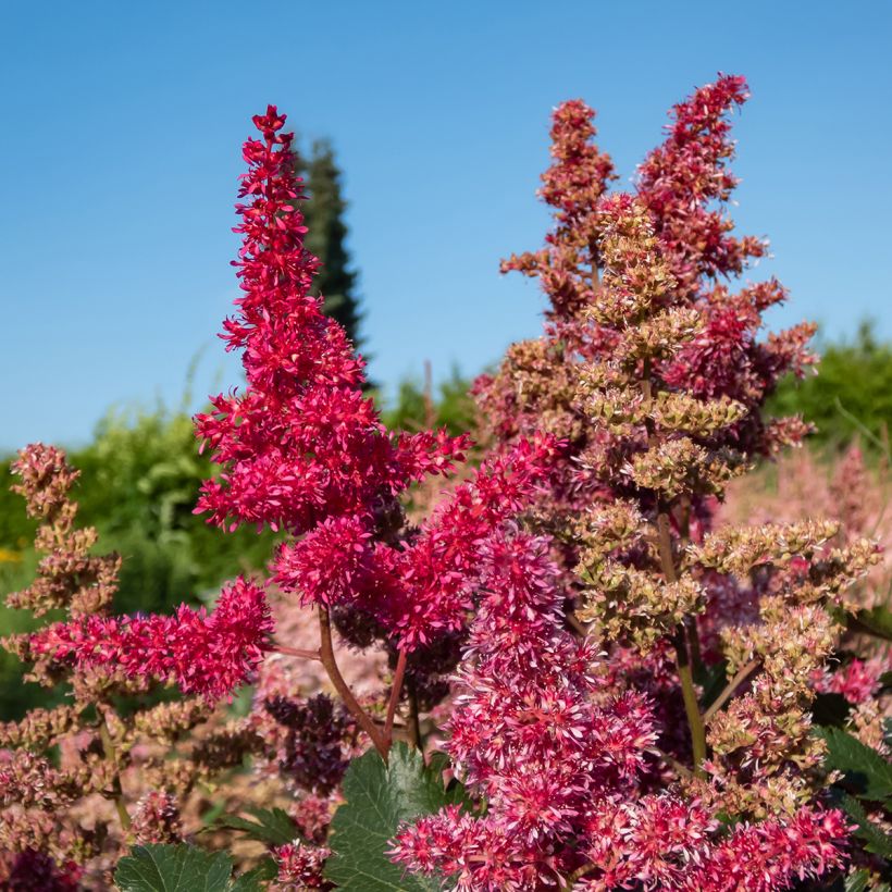 Astilbe japonica Vesuvius - Prachtspiere (Flowering)