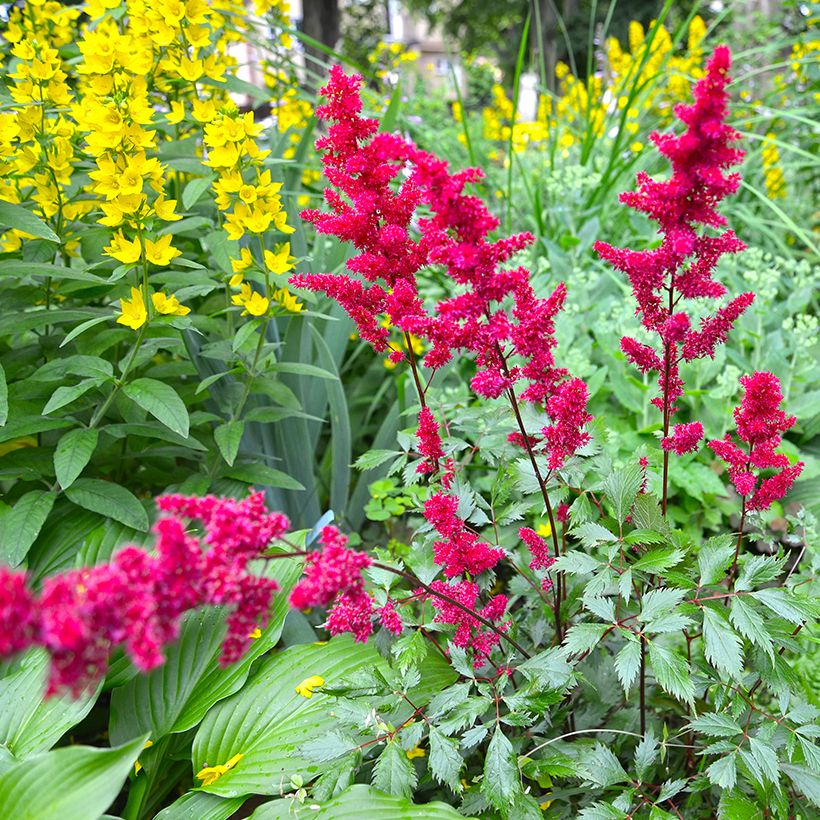 Astilbe japonica Vesuvius - Prachtspiere (Plant habit)
