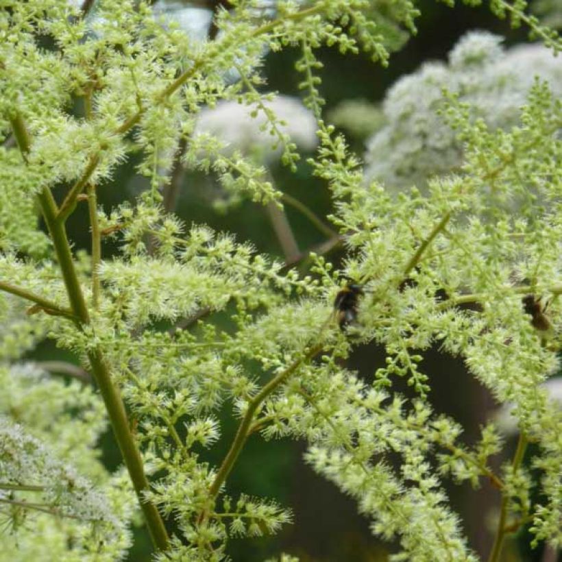 Astilbe rivularis Grandifloraivularis - Prachtspiere (Flowering)