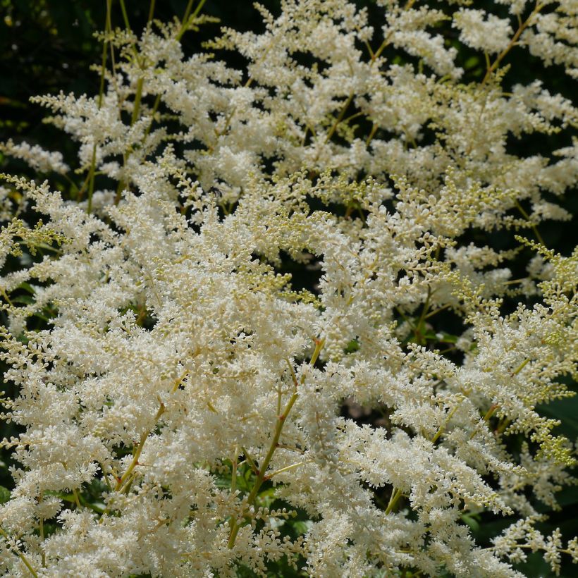 Astilbe simplicifolia Darwin s Snow Sprite - Prachtspiere (Flowering)